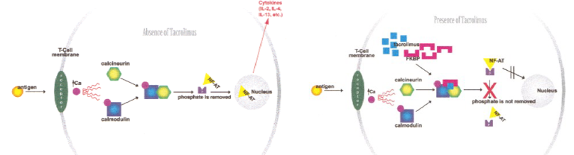 Hình 2: cơ chế tác dụng của tacrolimus đường uống