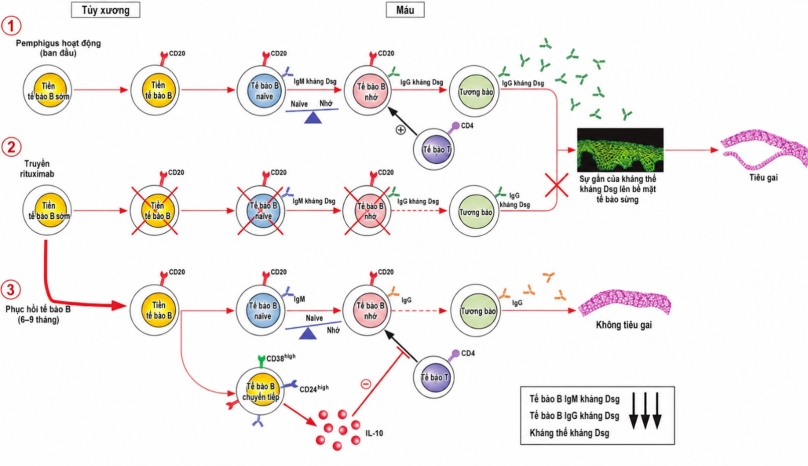 Hình 1. Cơ chế tác dụng của rituximab trong pemphigus
